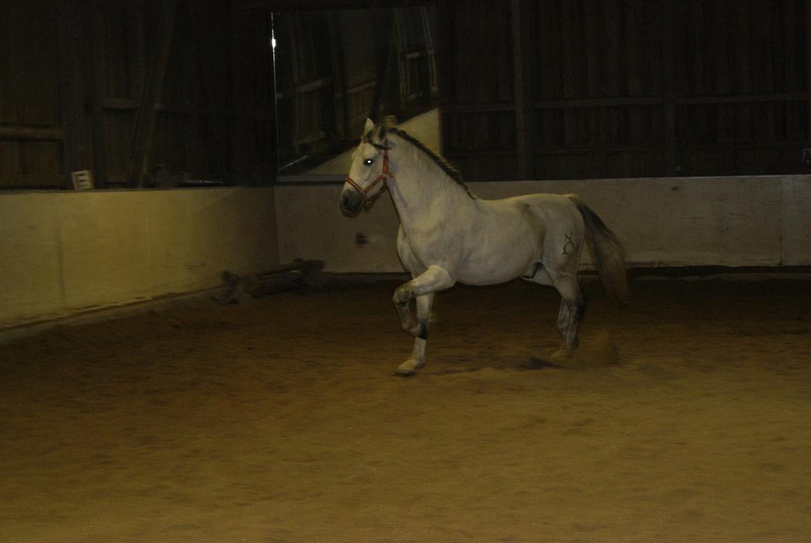 Løsspring på Stevnsbogård D.22/12-2012 billede 38