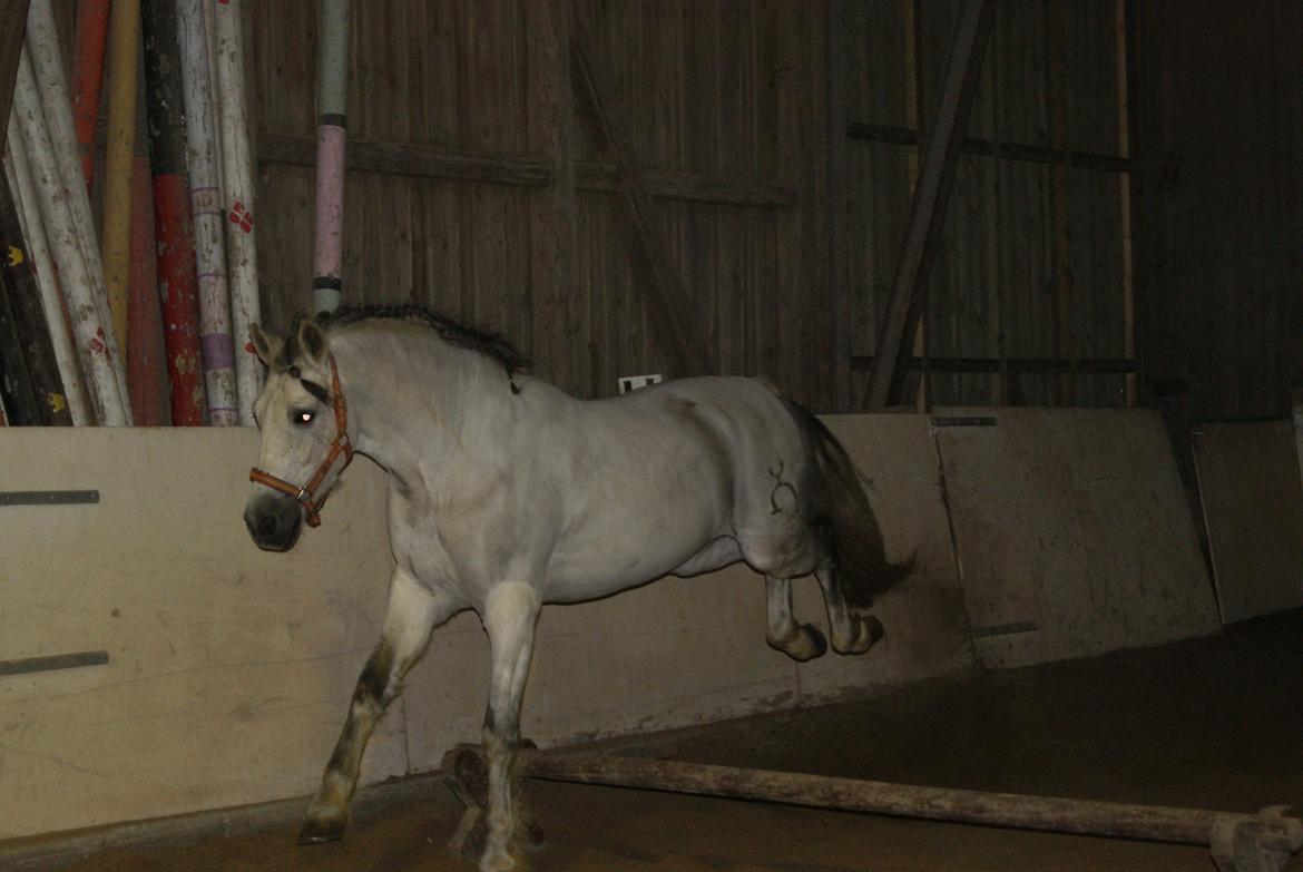 Løsspring på Stevnsbogård D.22/12-2012 billede 39