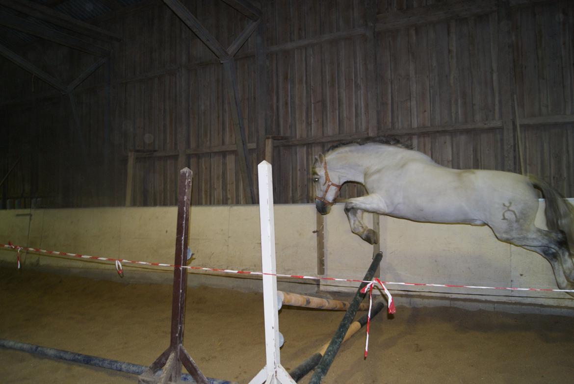 Løsspring på Stevnsbogård D.22/12-2012 billede 40