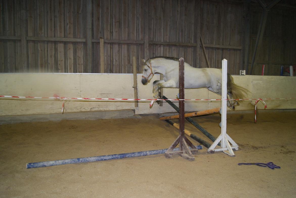 Løsspring på Stevnsbogård D.22/12-2012 billede 41