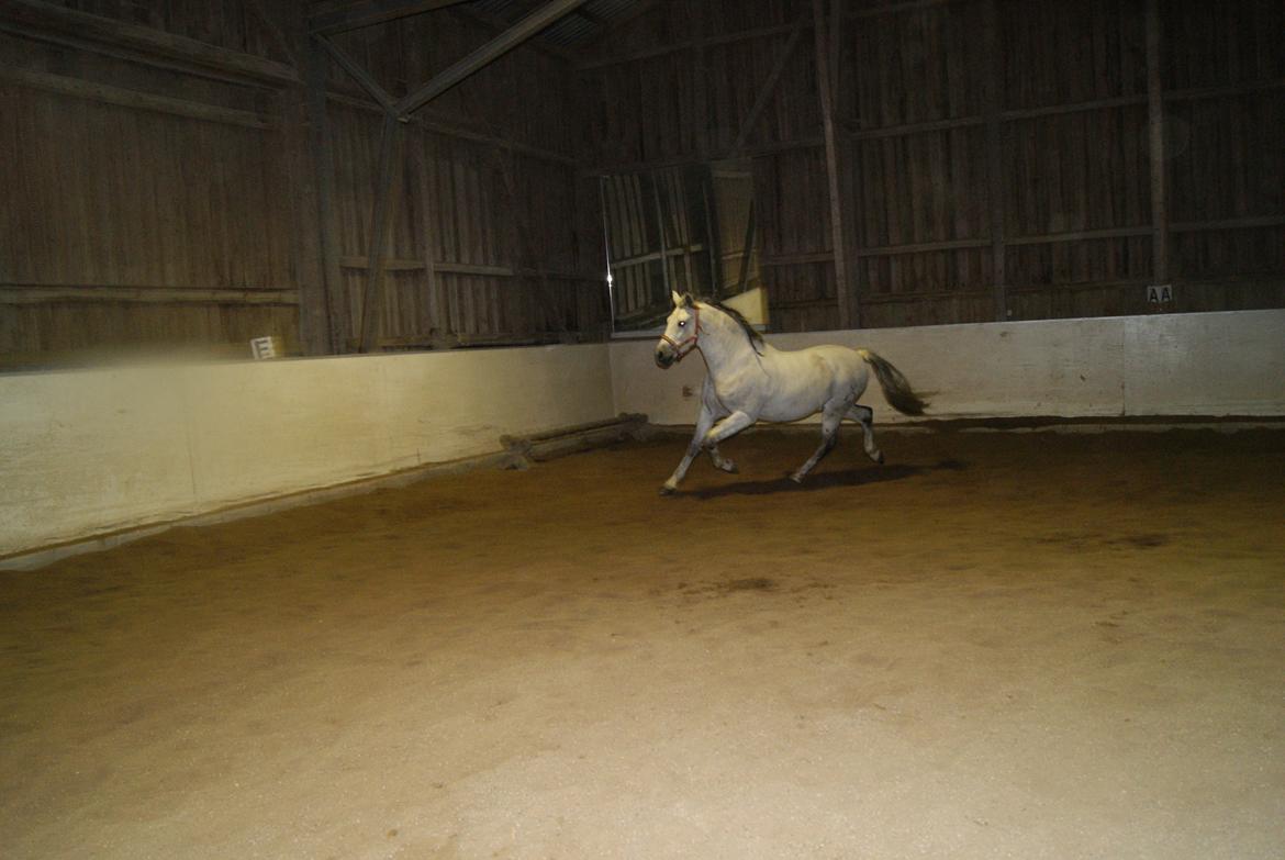 Løsspring på Stevnsbogård D.22/12-2012 billede 42