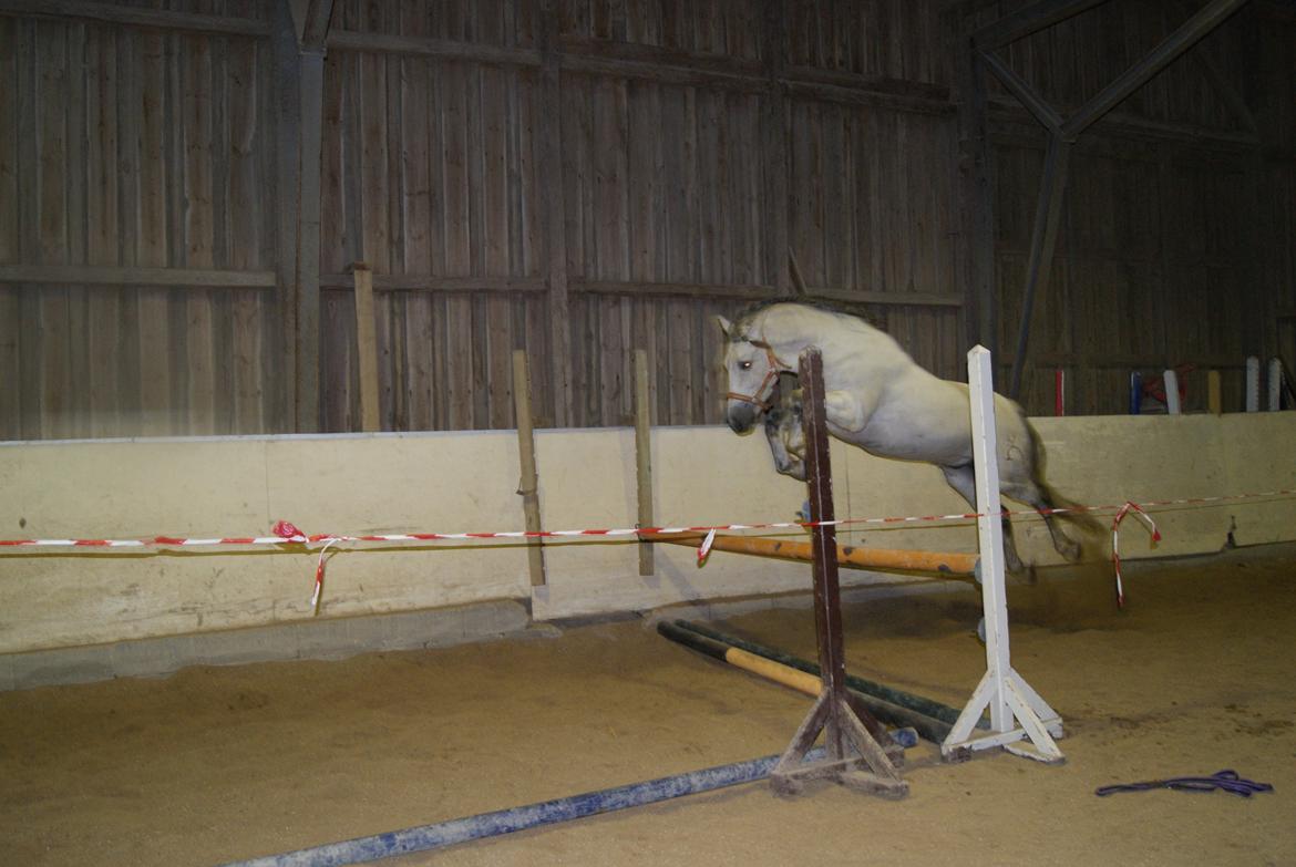 Løsspring på Stevnsbogård D.22/12-2012 billede 43