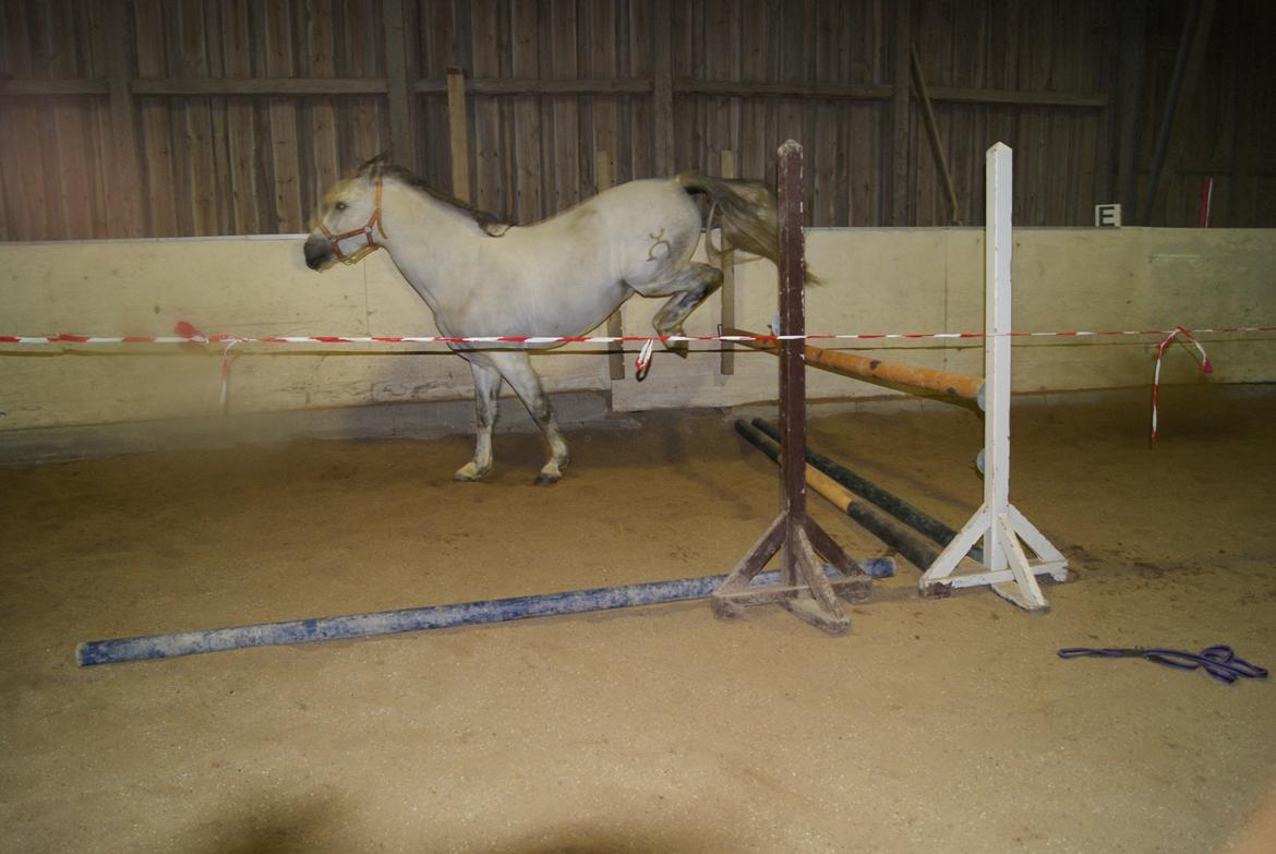 Løsspring på Stevnsbogård D.22/12-2012 billede 44