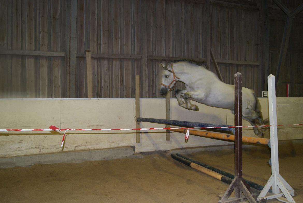 Løsspring på Stevnsbogård D.22/12-2012 billede 45