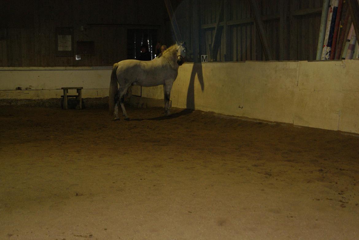 Løsspring på Stevnsbogård D.22/12-2012 billede 46