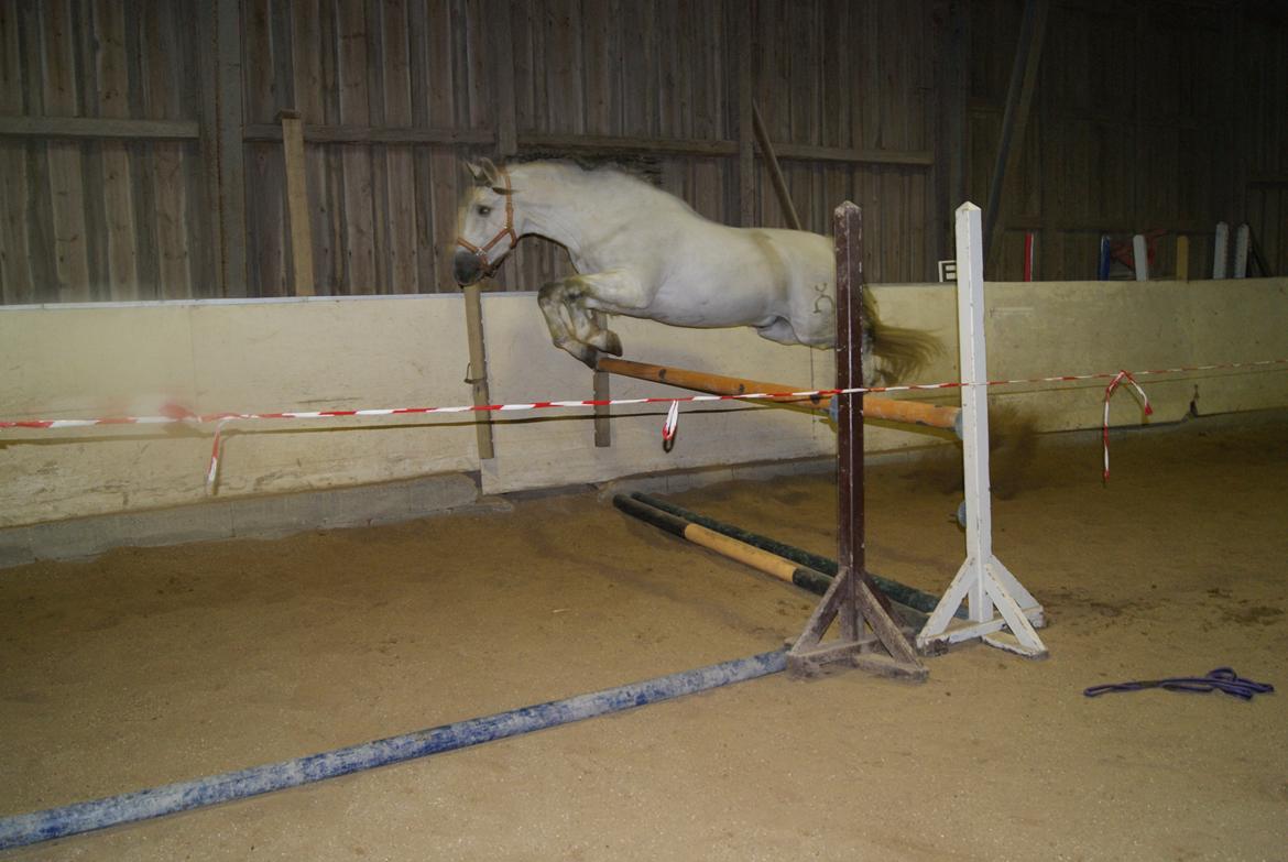 Løsspring på Stevnsbogård D.22/12-2012 billede 47