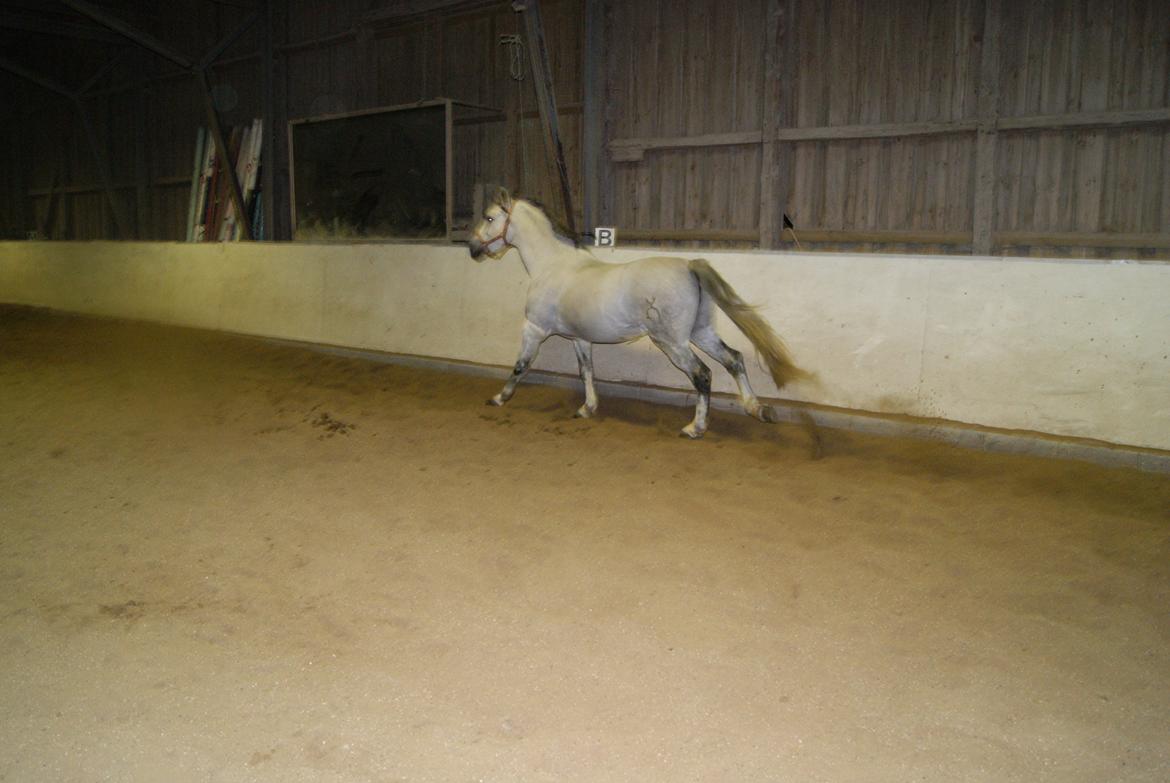 Løsspring på Stevnsbogård D.22/12-2012 billede 48