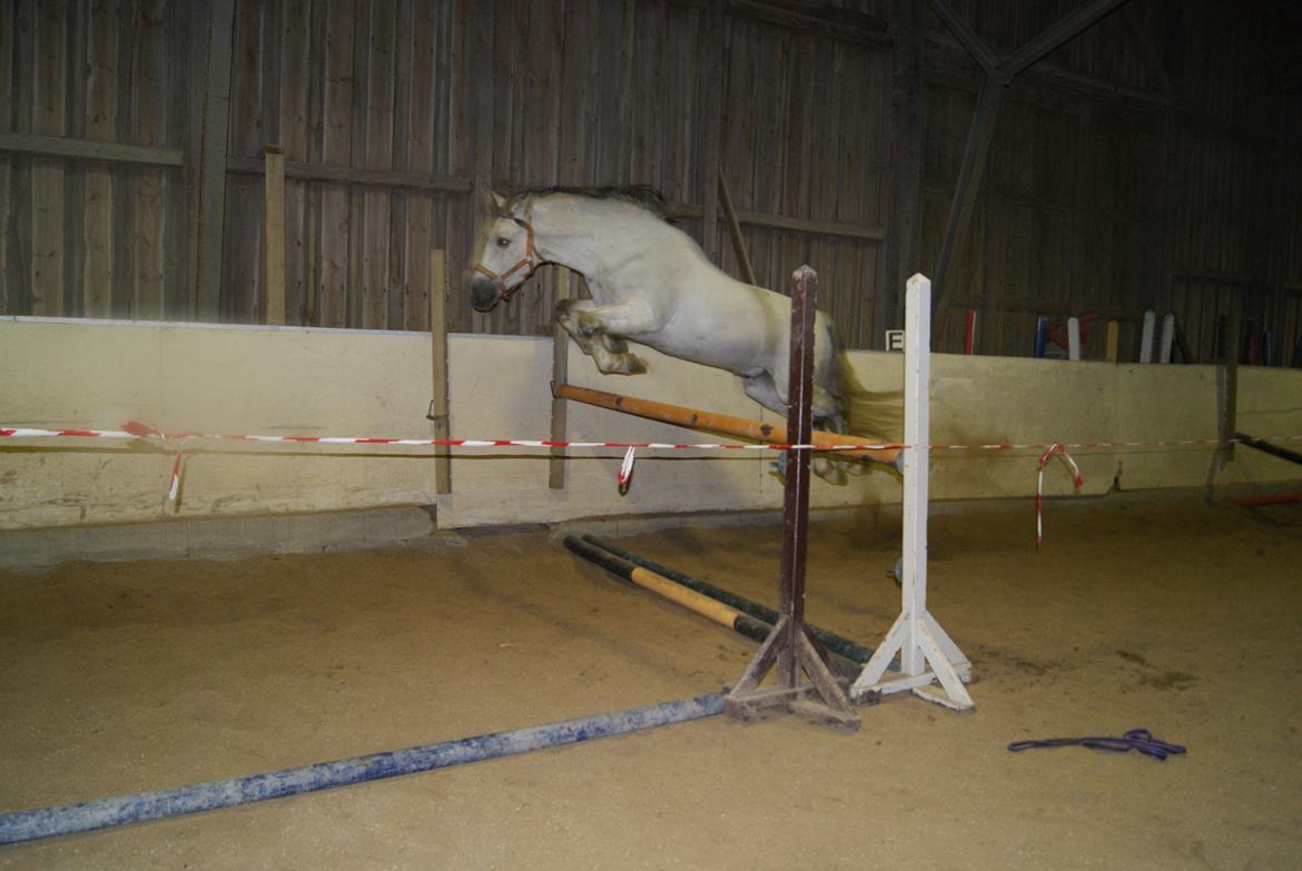 Løsspring på Stevnsbogård D.22/12-2012 billede 49