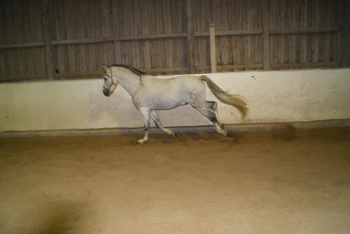 Løsspring på Stevnsbogård D.22/12-2012 billede 50