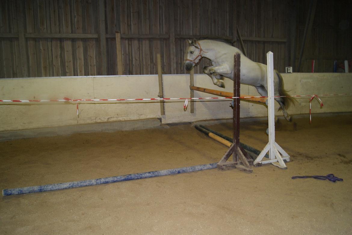 Løsspring på Stevnsbogård D.22/12-2012 billede 51