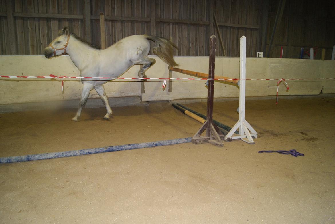 Løsspring på Stevnsbogård D.22/12-2012 billede 52