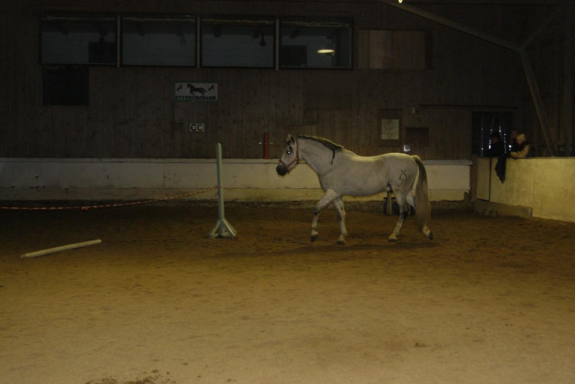 Løsspring på Stevnsbogård D.22/12-2012 billede 53