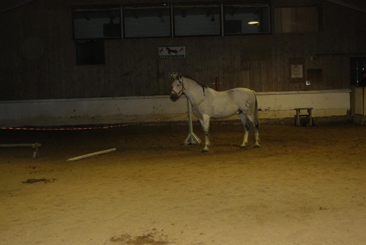 Løsspring på Stevnsbogård D.22/12-2012 billede 54