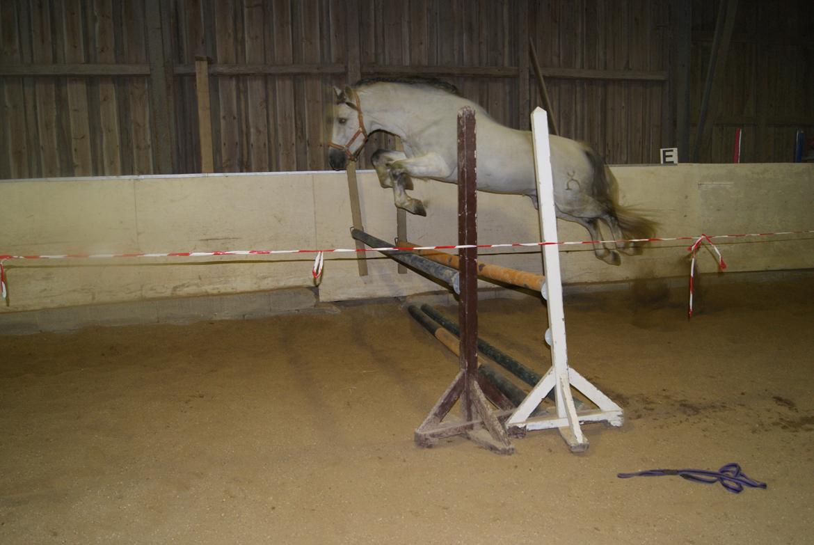 Løsspring på Stevnsbogård D.22/12-2012 billede 55