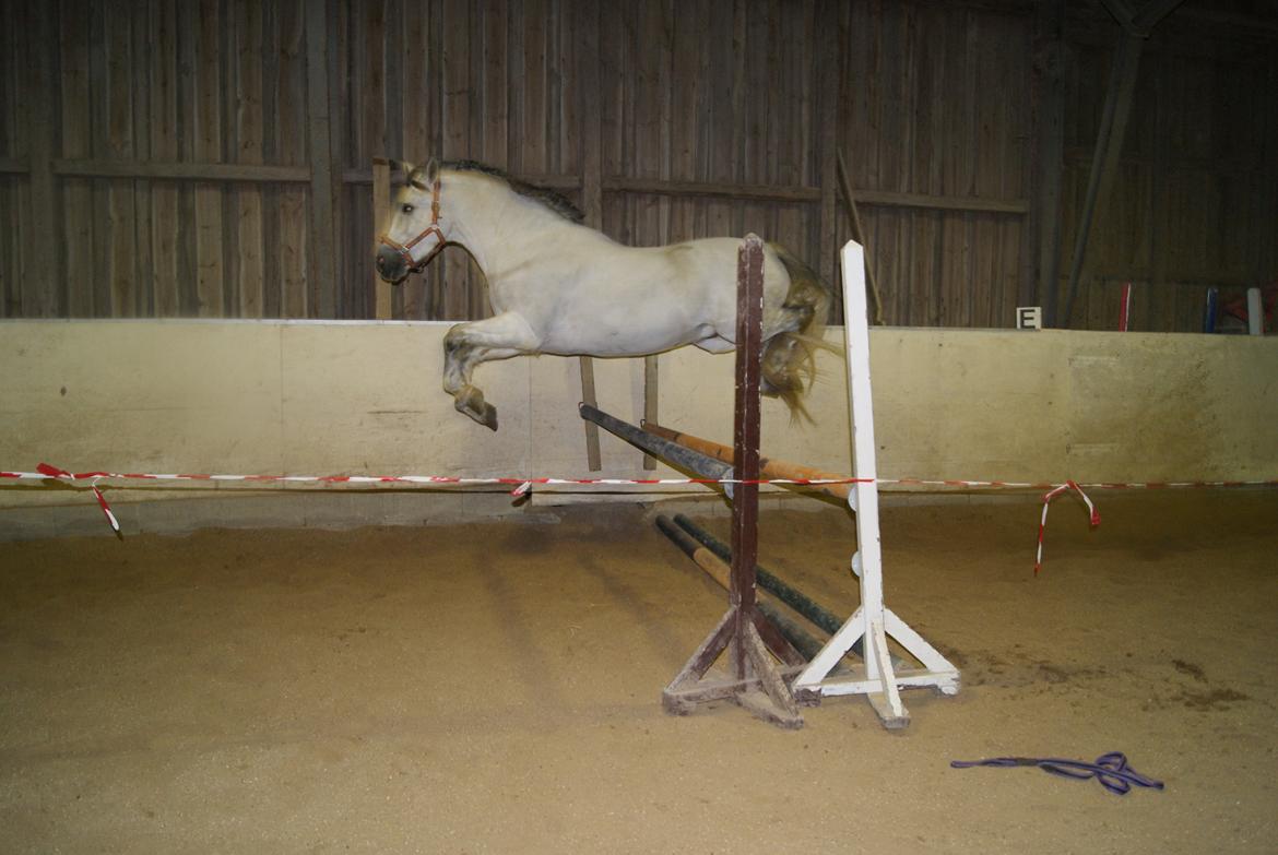 Løsspring på Stevnsbogård D.22/12-2012 billede 56