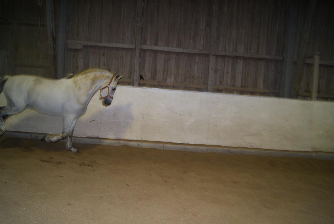 Løsspring på Stevnsbogård D.22/12-2012 billede 57