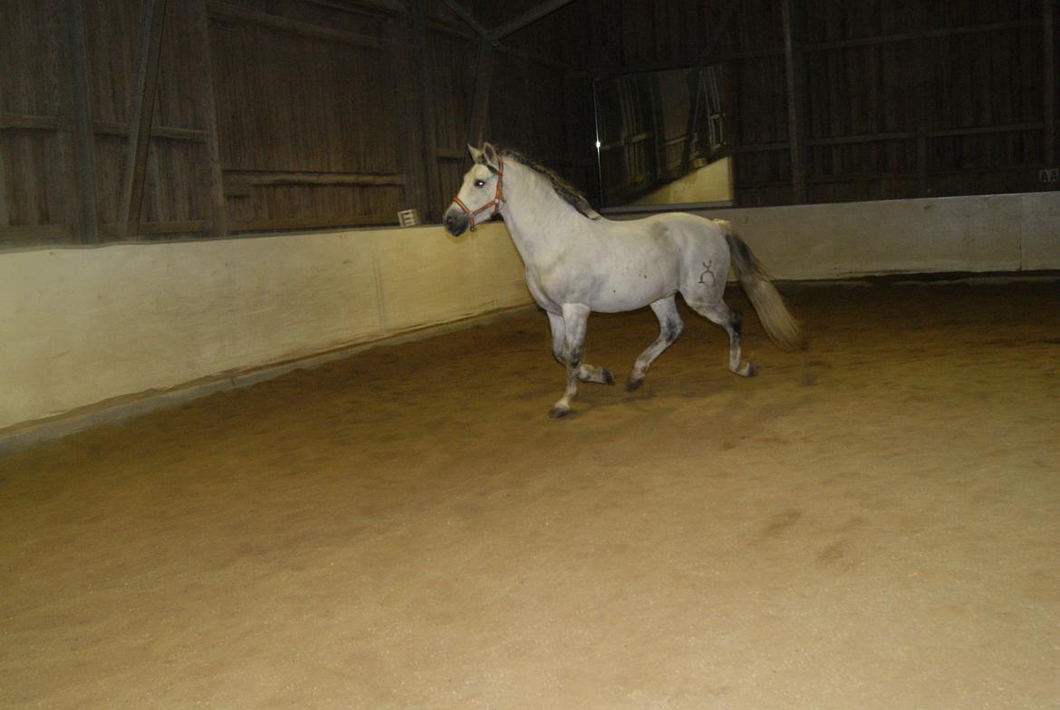 Løsspring på Stevnsbogård D.22/12-2012 billede 58