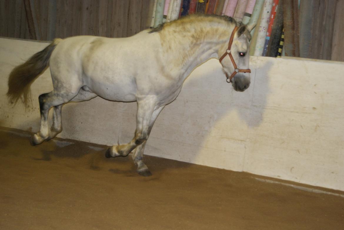 Løsspring på Stevnsbogård D.22/12-2012 billede 59