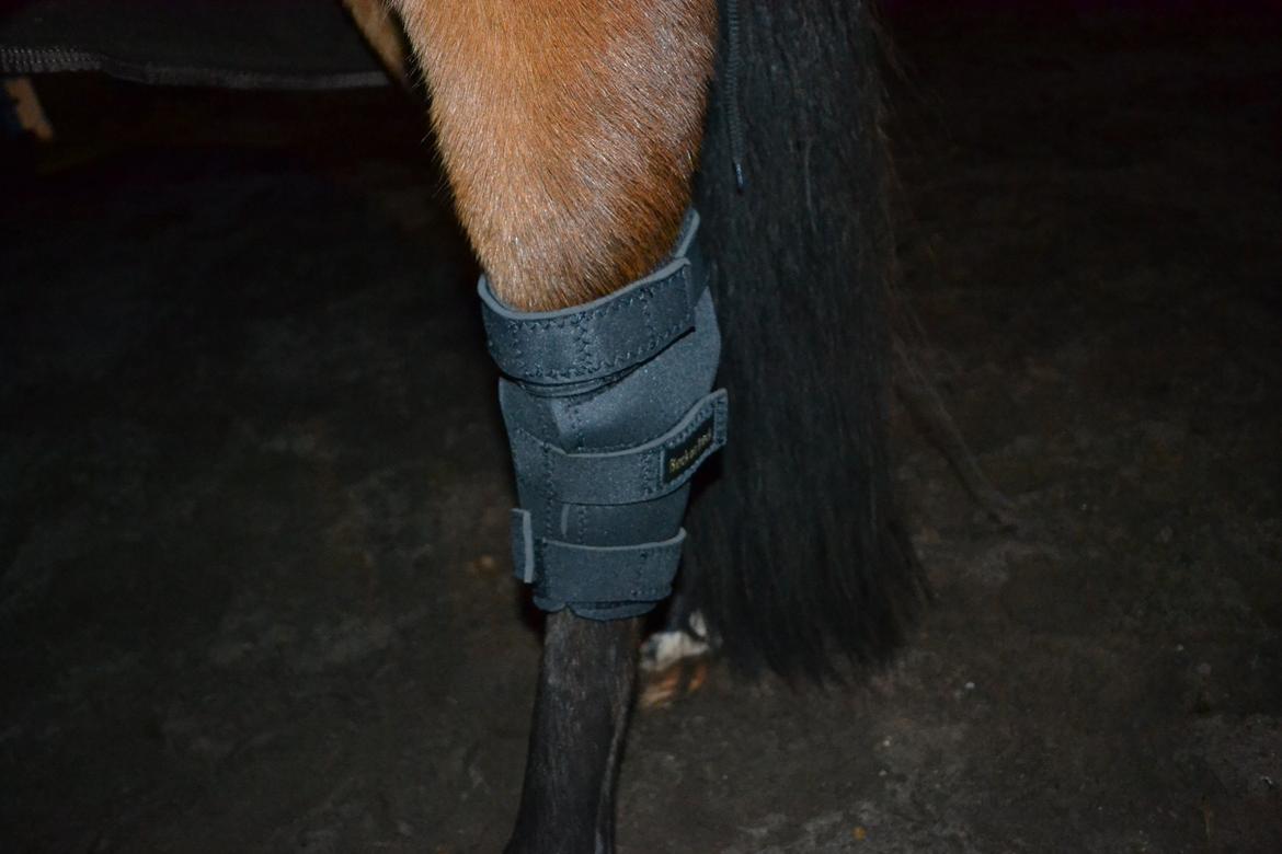 Vores billedebog. - Vi har fået Back on Trach hasegamacher med hul, til både højre og venstre bagben. De skulle være gode mod spat (-; billede 69