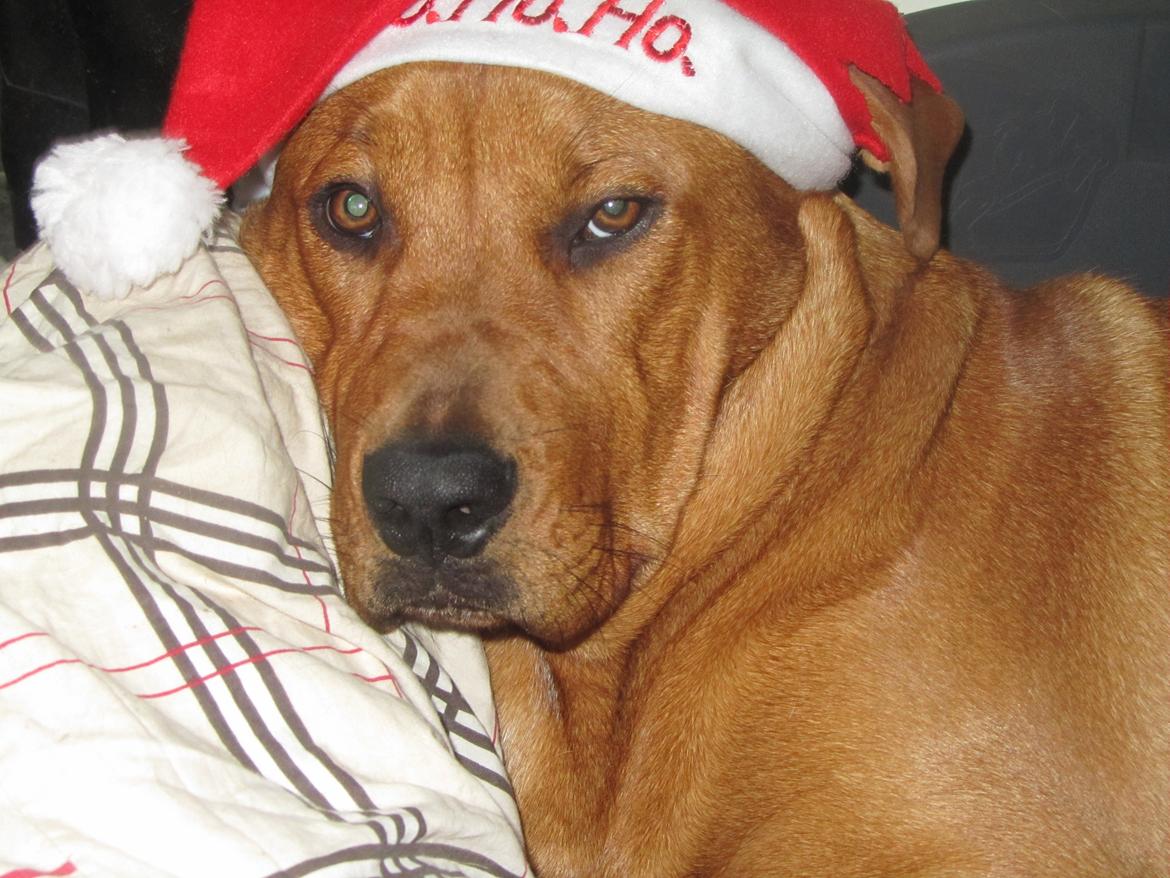 Broholmer 4 mdr. billede 11