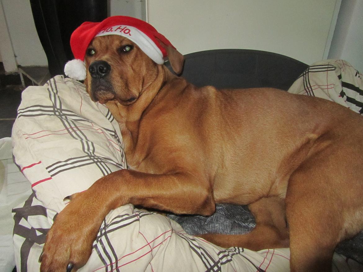 Broholmer 4 mdr. billede 12