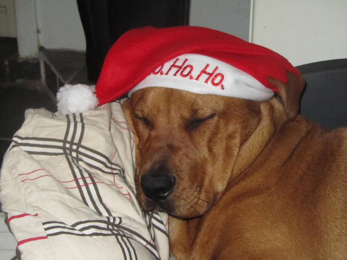 Broholmer 4 mdr. billede 13