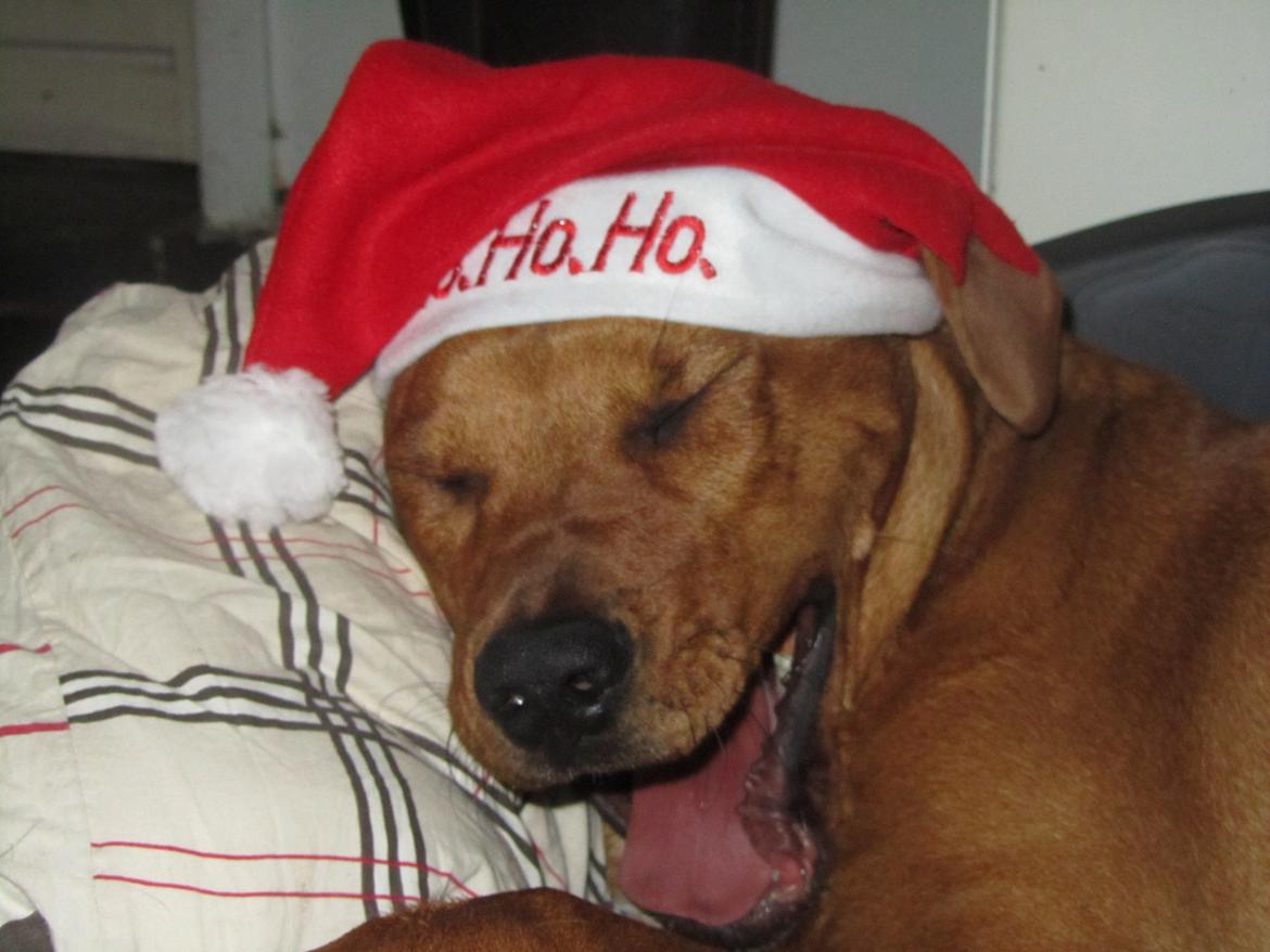 Broholmer 4 mdr. billede 14