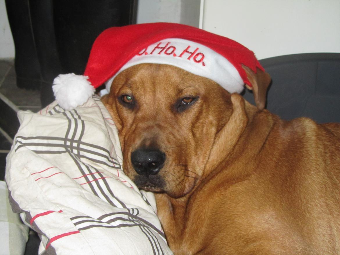 Broholmer 4 mdr. billede 15