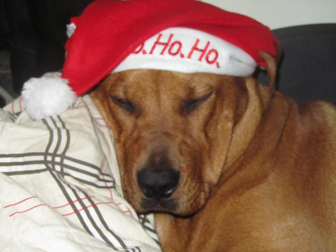 Broholmer 4 mdr. billede 16