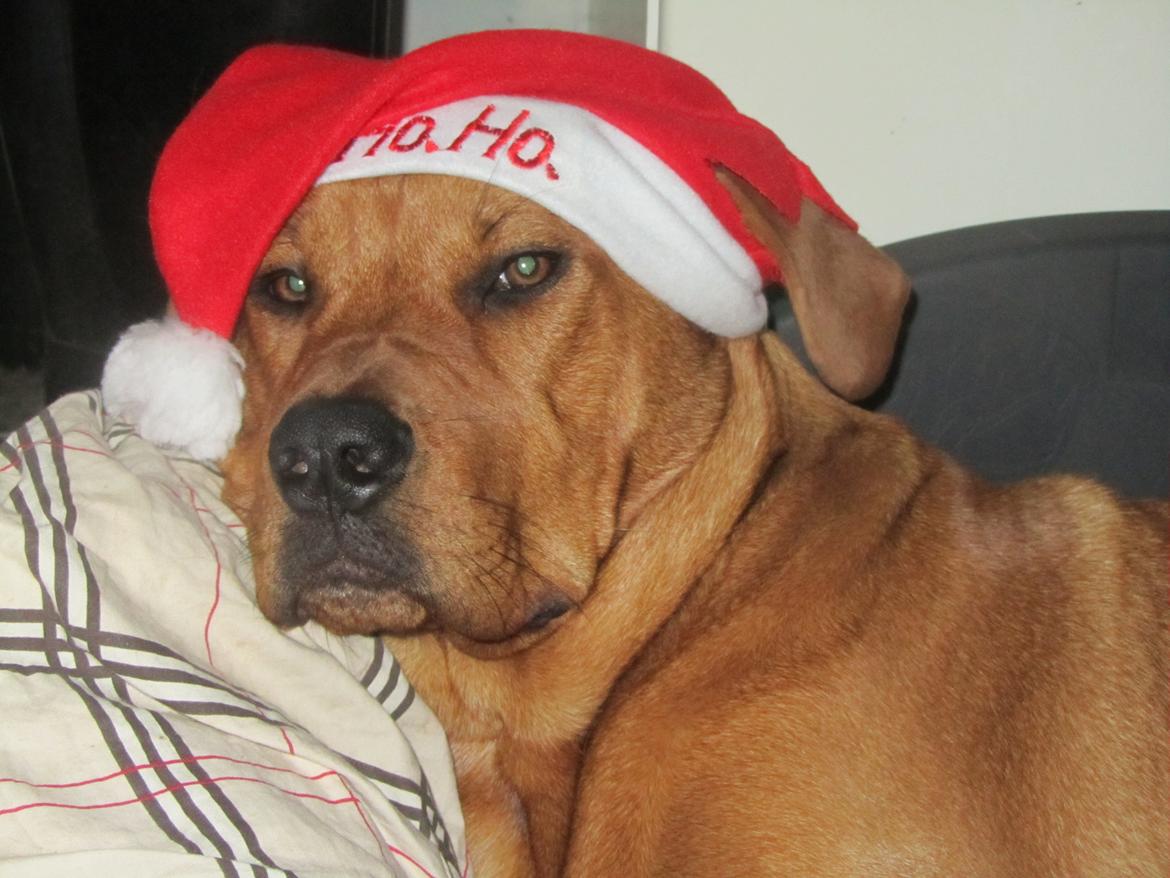 Broholmer 4 mdr. billede 17