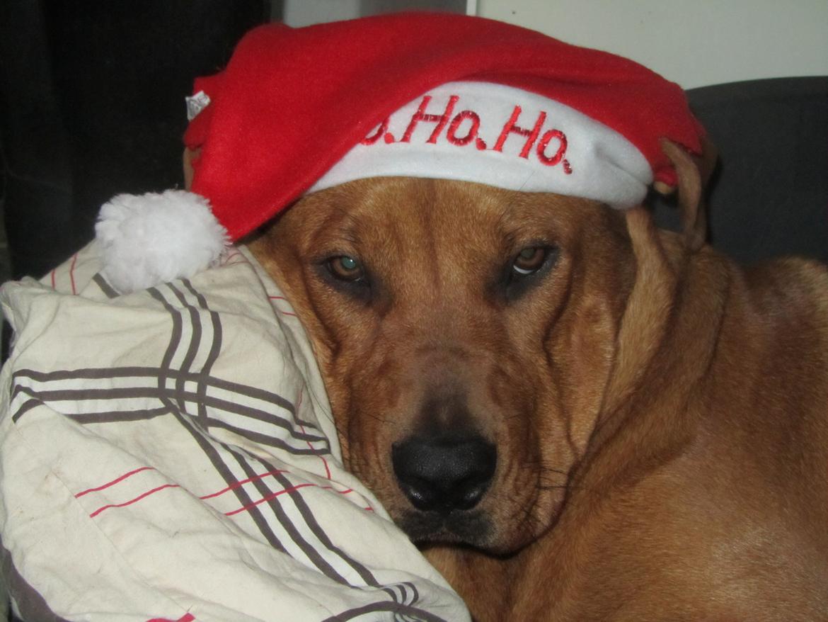 Broholmer 4 mdr. billede 18