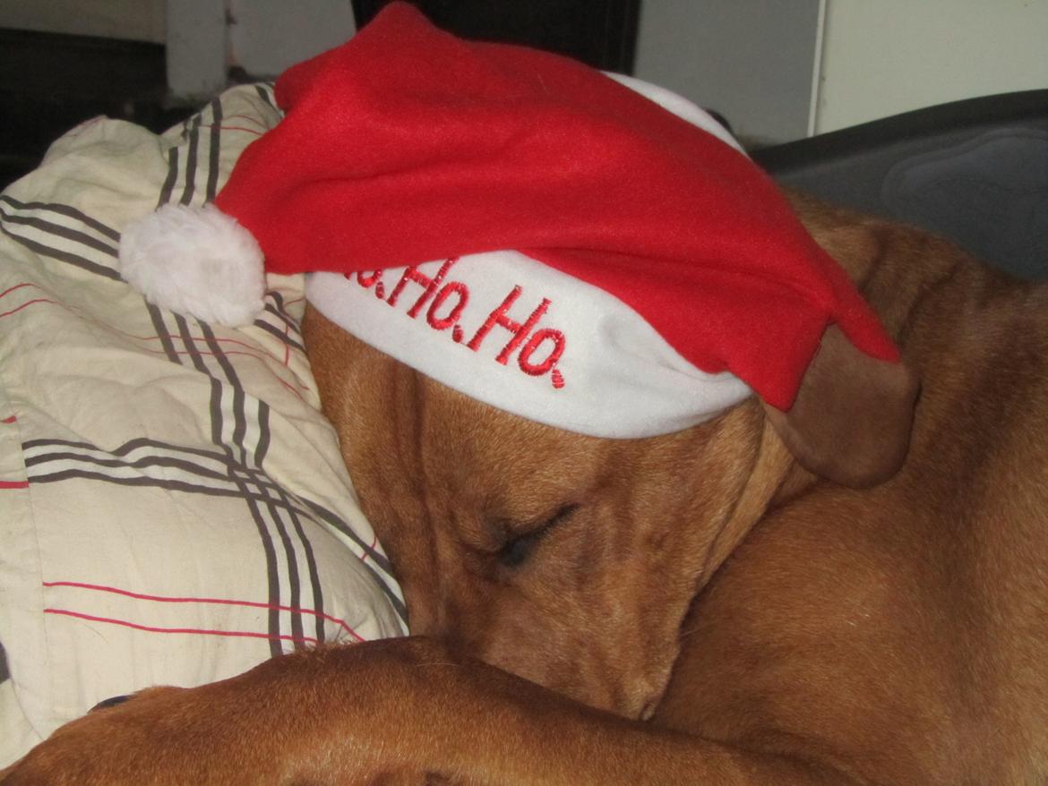 Broholmer 4 mdr. billede 19