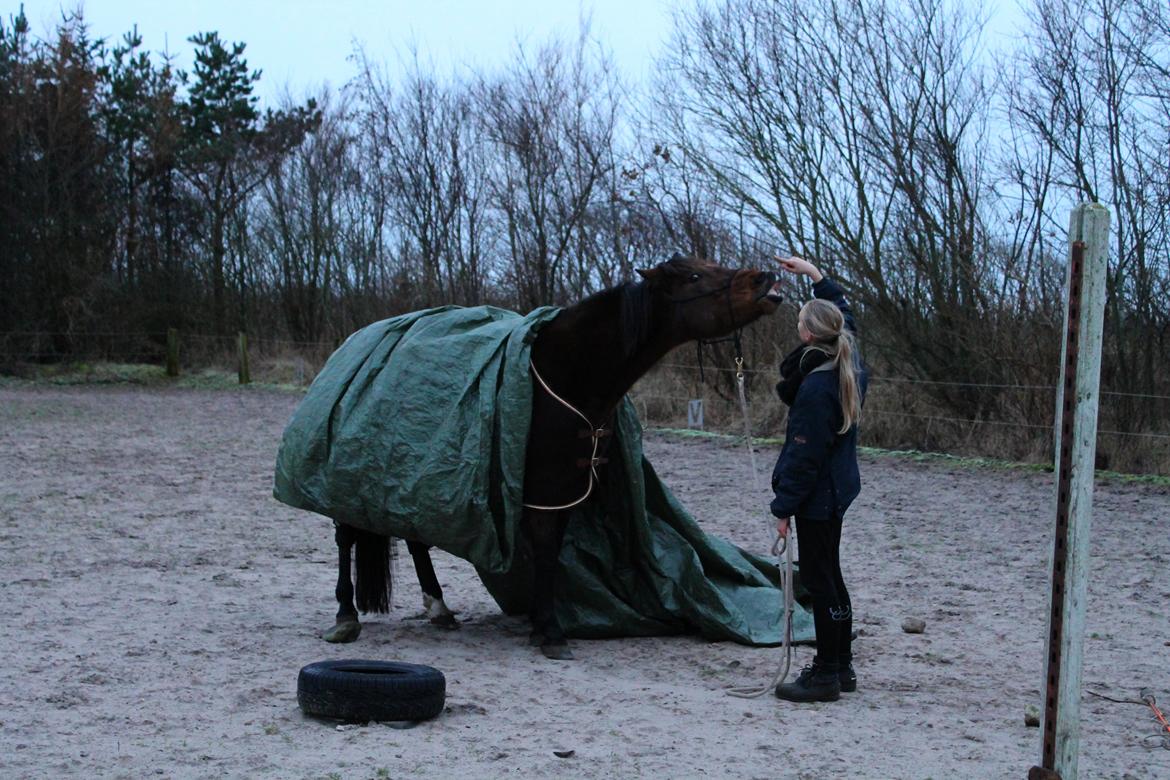 Vores billedebog. - Efter nogle mdr.'s træning er vi nu kommet dertil hvor han kan stå under en pressening og smile, uden det rører ham. Dette er første gang han står under den. Jeg er så stolt af den hest! billede 71