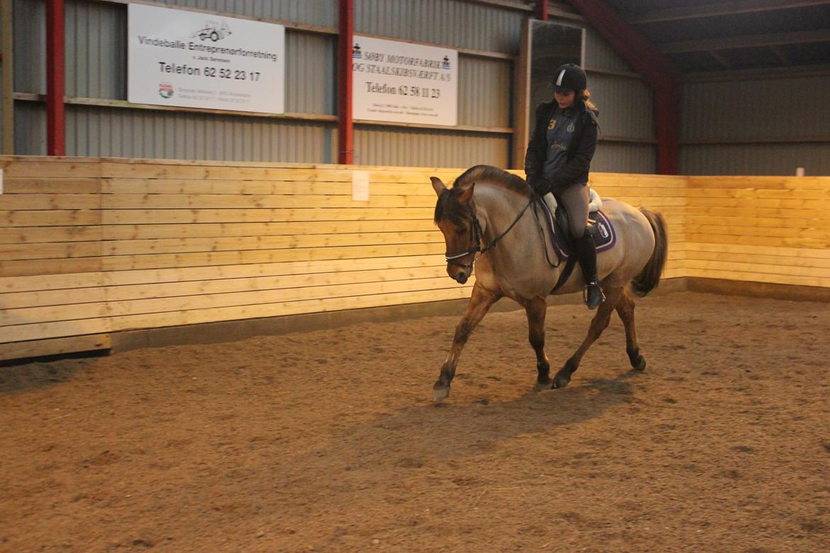 Dressur d. 5/1-13 billede 2