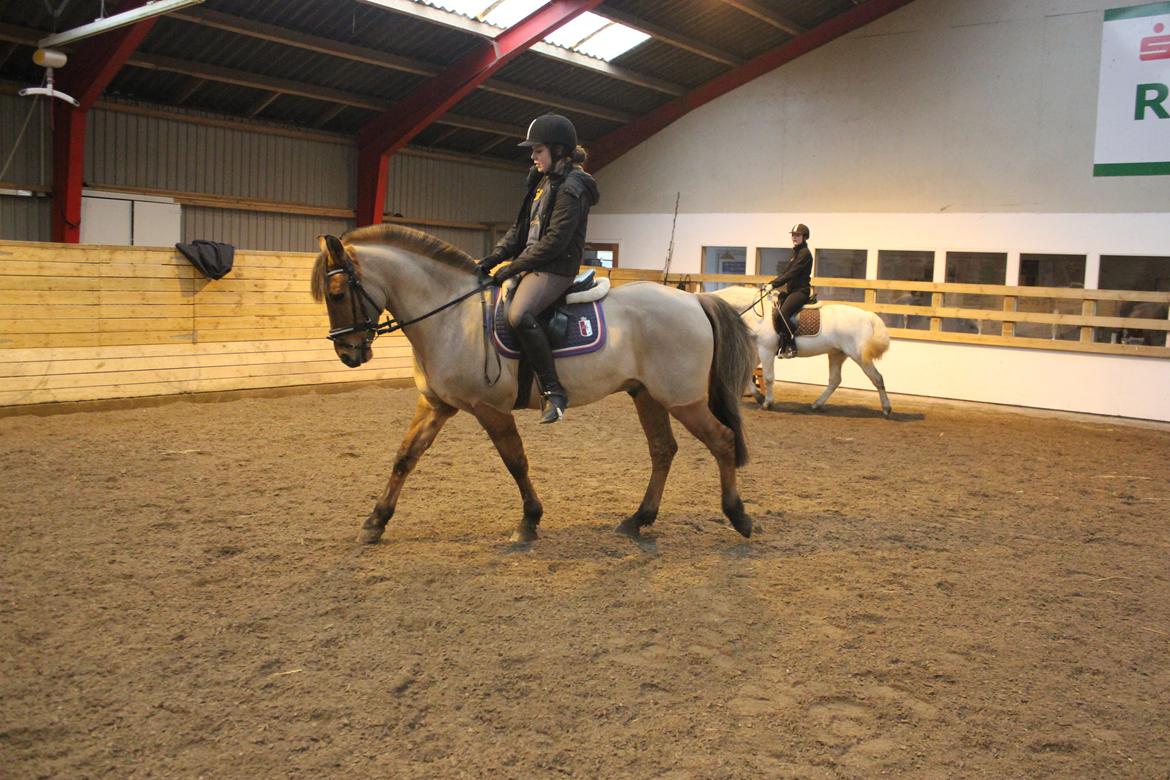 Dressur d. 5/1-13 billede 3