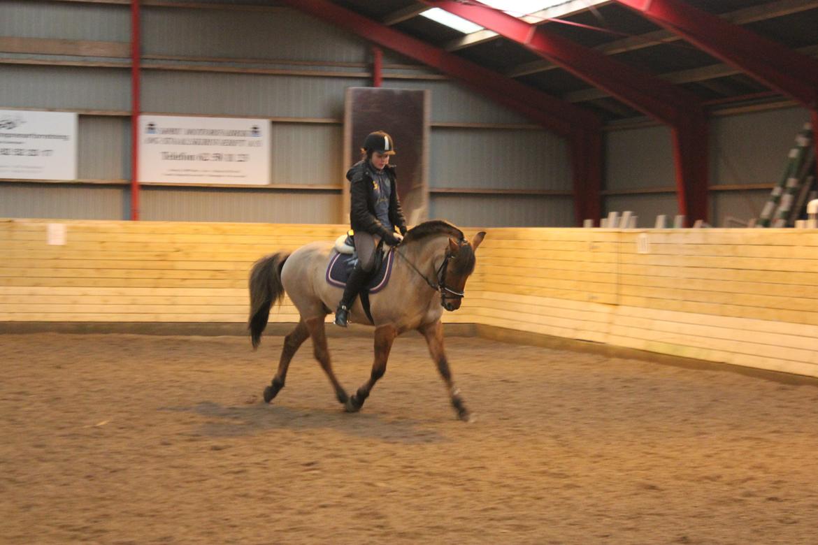 Dressur d. 5/1-13 billede 4