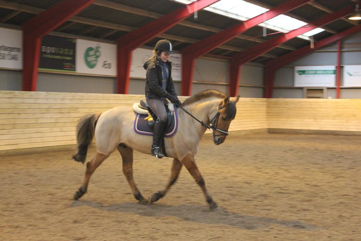 Dressur d. 5/1-13 billede 1