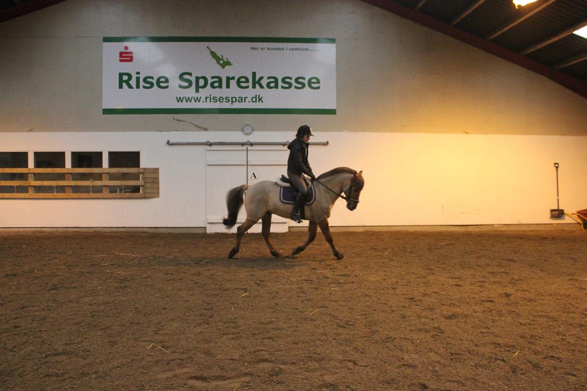 Dressur d. 5/1-13 billede 5