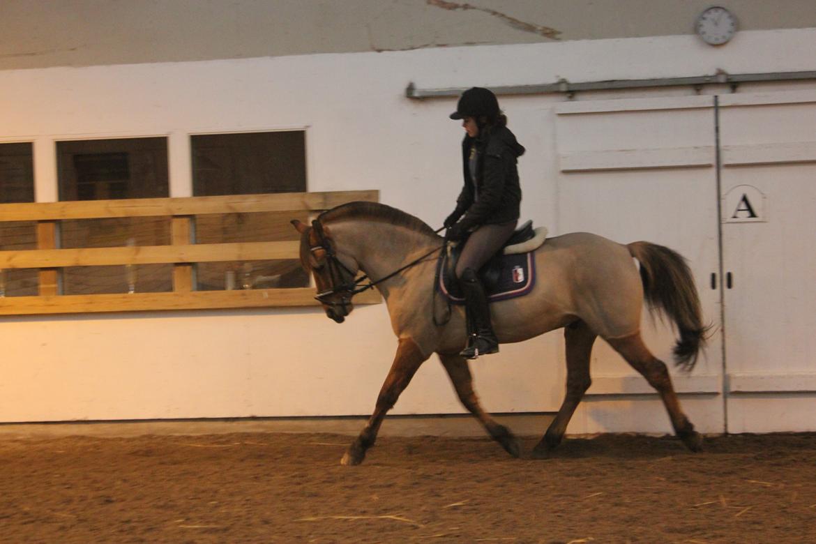Dressur d. 5/1-13 billede 7