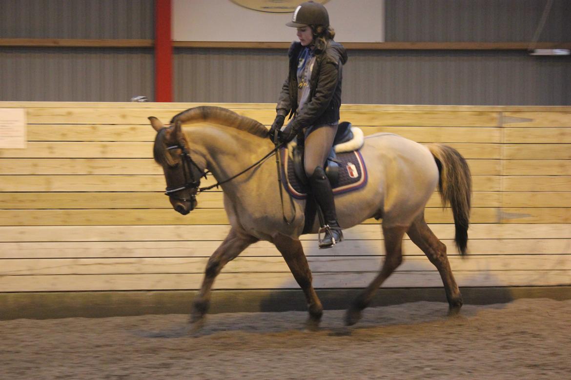 Dressur d. 5/1-13 billede 8