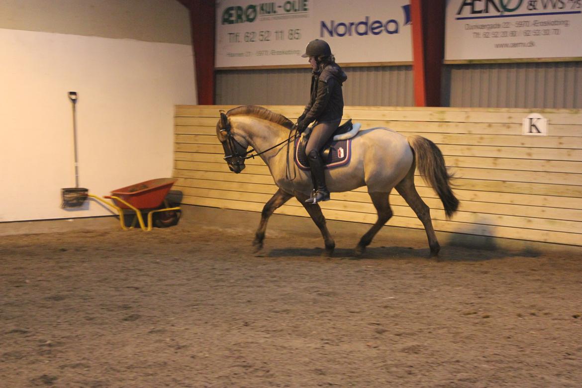 Dressur d. 5/1-13 billede 9