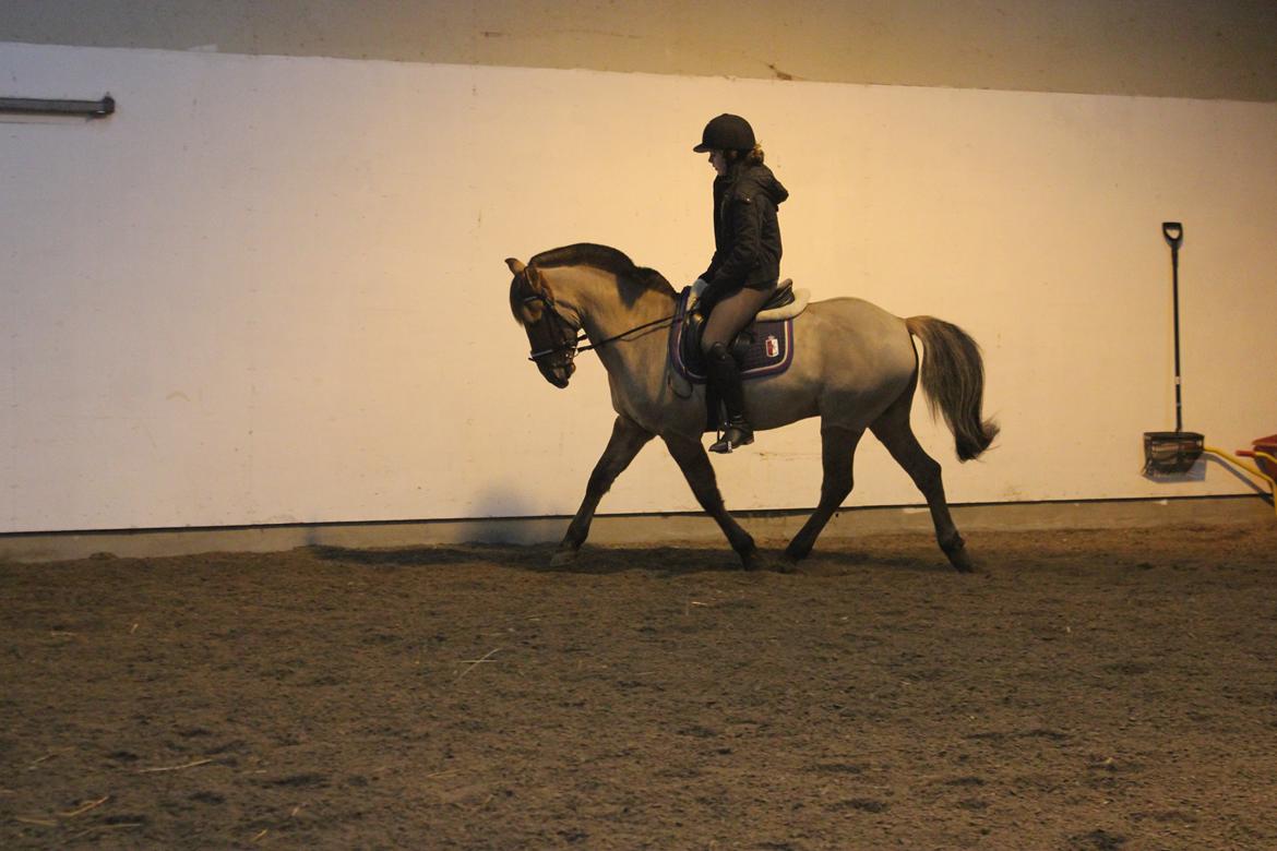 Dressur d. 5/1-13 billede 10