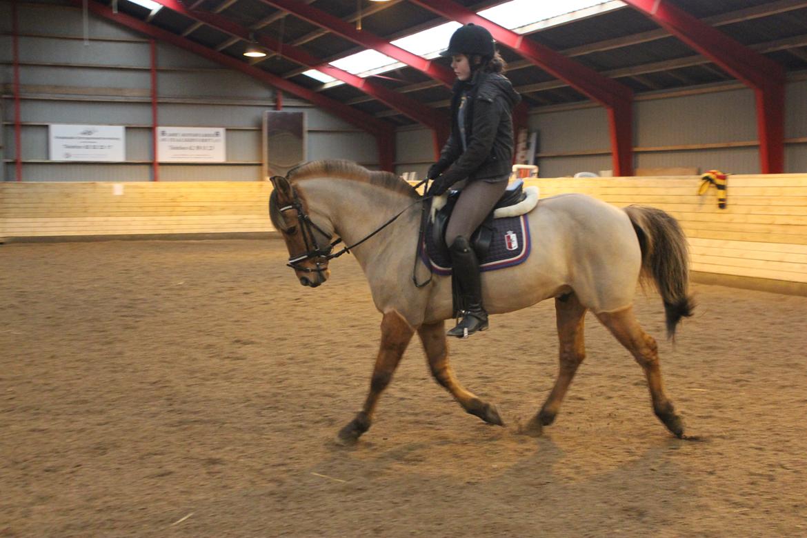 Dressur d. 5/1-13 billede 11