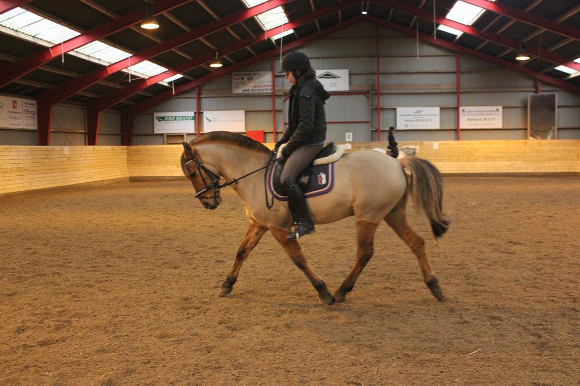 Dressur d. 5/1-13 billede 12