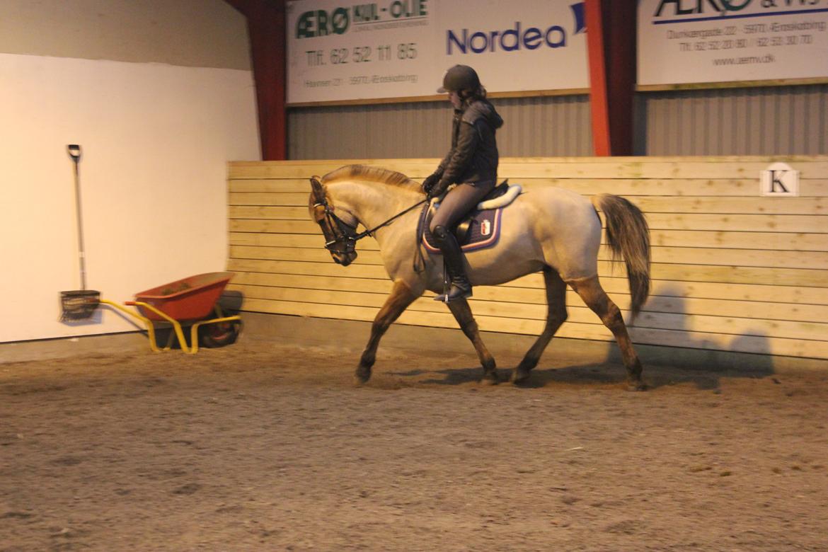 Dressur d. 5/1-13 billede 13