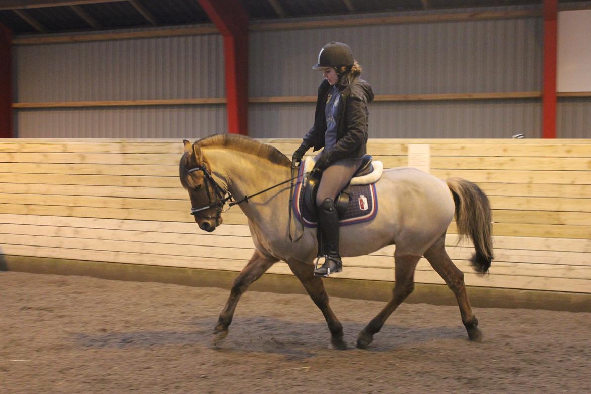 Dressur d. 5/1-13 billede 14