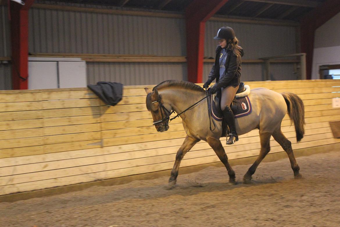 Dressur d. 5/1-13 billede 15