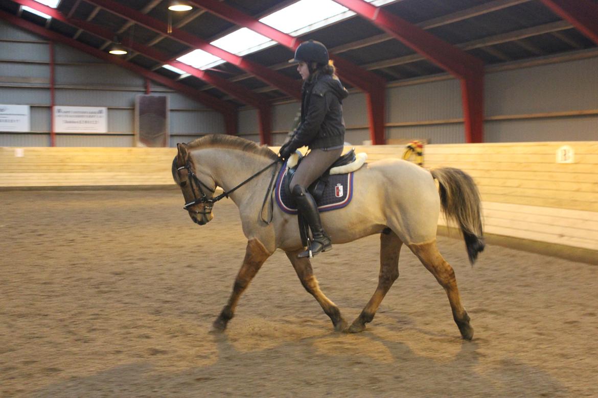 Dressur d. 5/1-13 billede 16