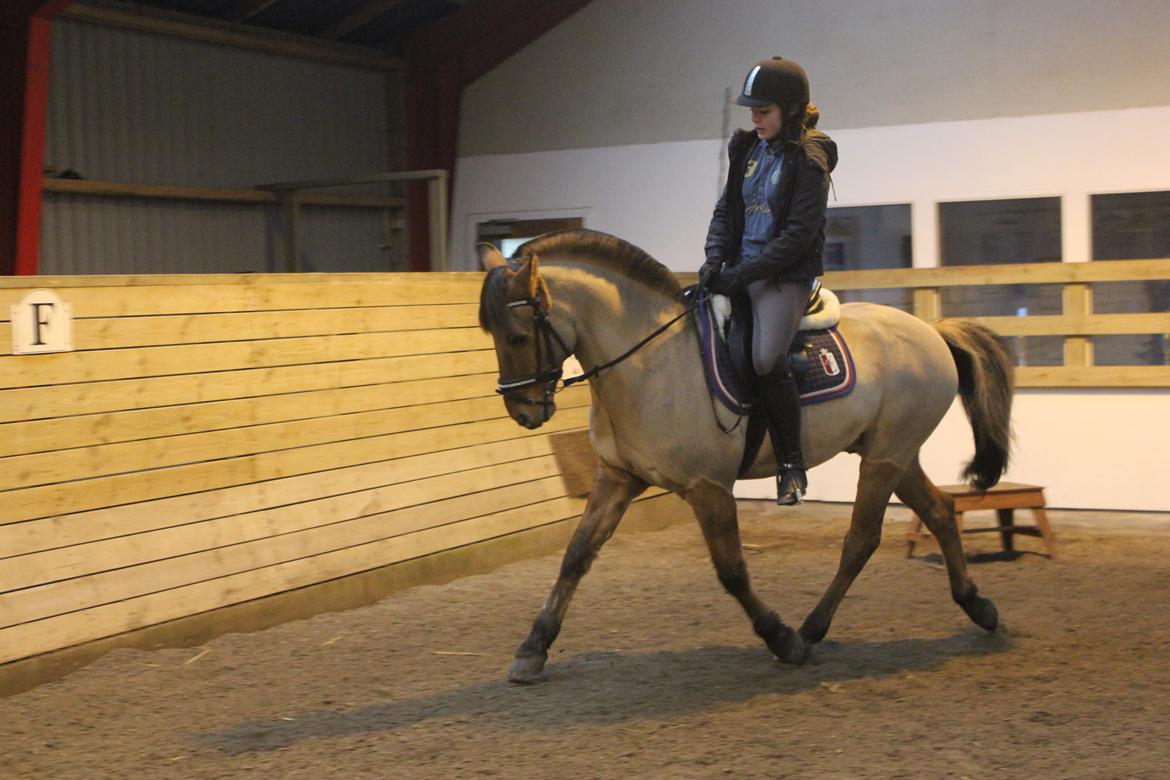 Dressur d. 5/1-13 billede 17