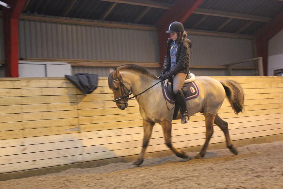 Dressur d. 5/1-13 billede 18